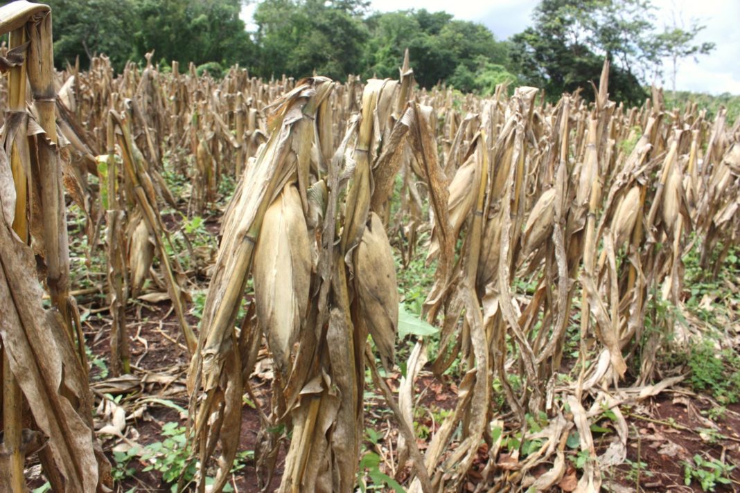 ¿Aùn son vigentes las cabañuelas entre las milpas mayas?