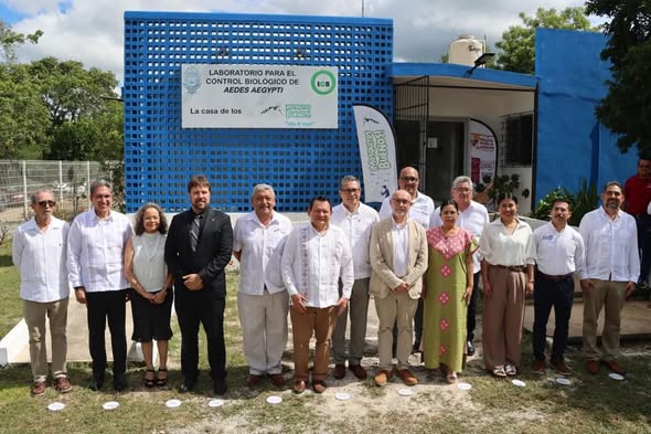 En operacion «Fábrica de mosquitos buenos» en Yucatan ; combatirán dengue, zika y chikungunya.