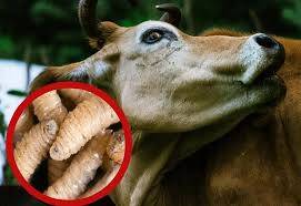 75 nuevos casos de gusano barrenador en la geografia yucateca