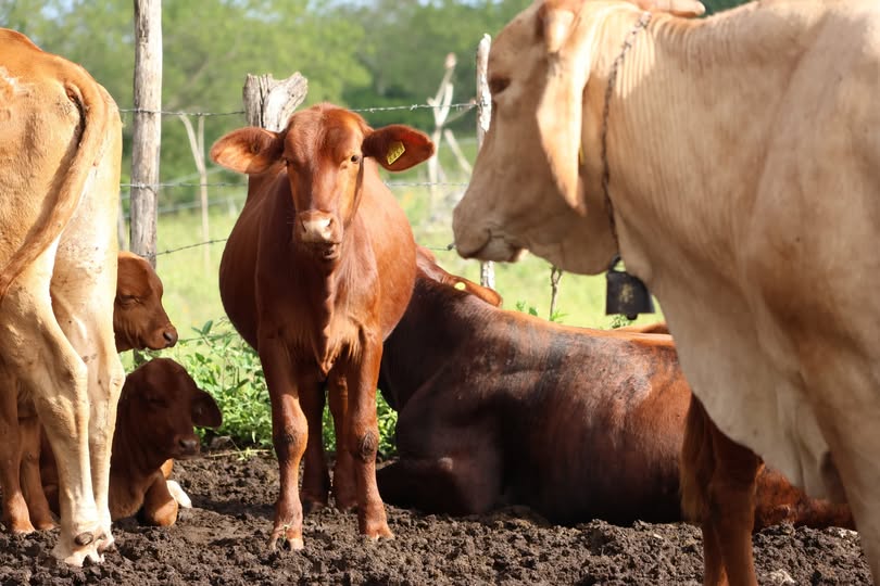 Tratamientos gratuitos y respuesta rápida contra el gusano barrenado: 35 nuevos casos