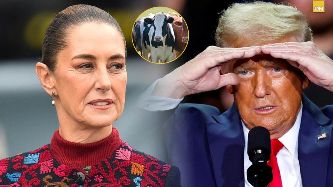 México acelera acciones para combatir plaga del gusano barrenador