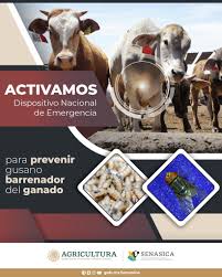 Sader amplía a nivel nacional dispositivo de emergencia contra el gusano barrenador de ganado