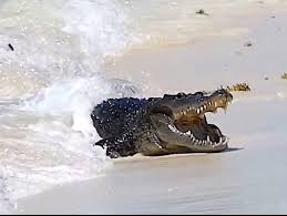 Capacitan a población de Sisal y Hunucmá en protocolos de manejo de cocodrilos