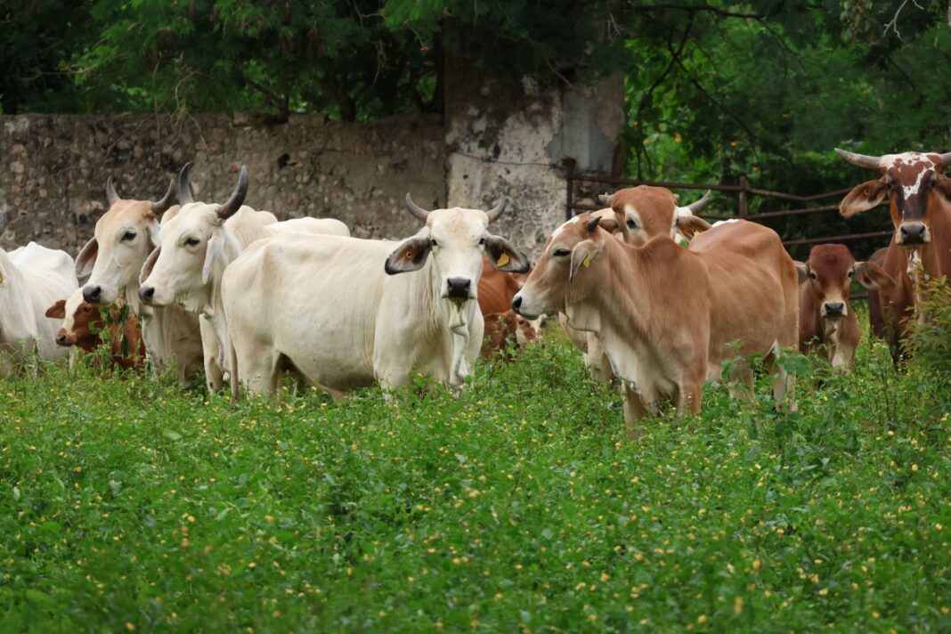 Cero muertes de animales infectados en Yucatan por gusano barrenador