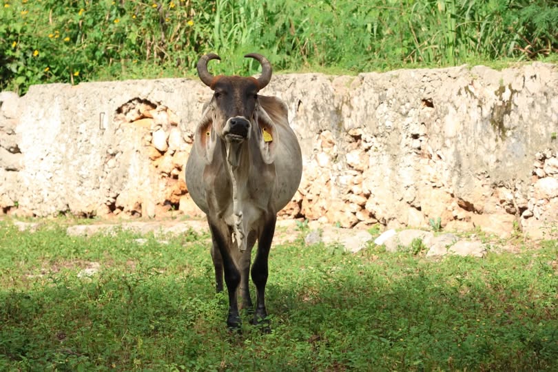 Suman 99 los municipios yucatecos con presencia de casos de Gusano barrenador