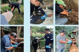 Por falta de mosca estéril, avanza gusano barrenador del sur al norte del pais