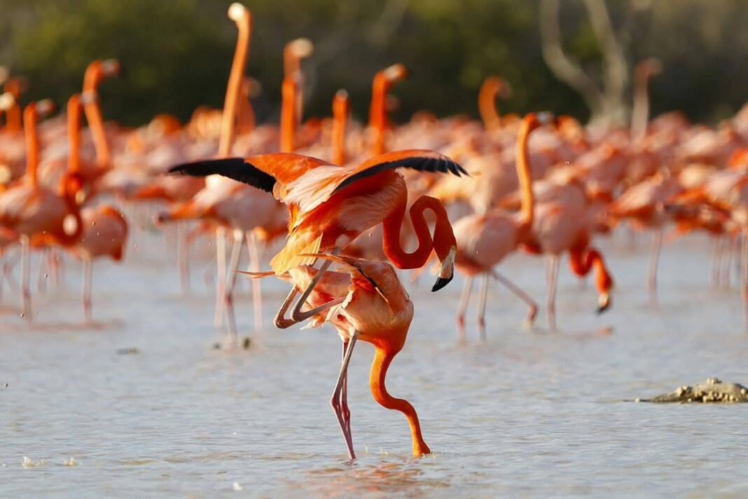 Ante la llegada de miles de flamencos a la zona de #Sisal recomiendan respetar normas y medidas de seguridad para su protección