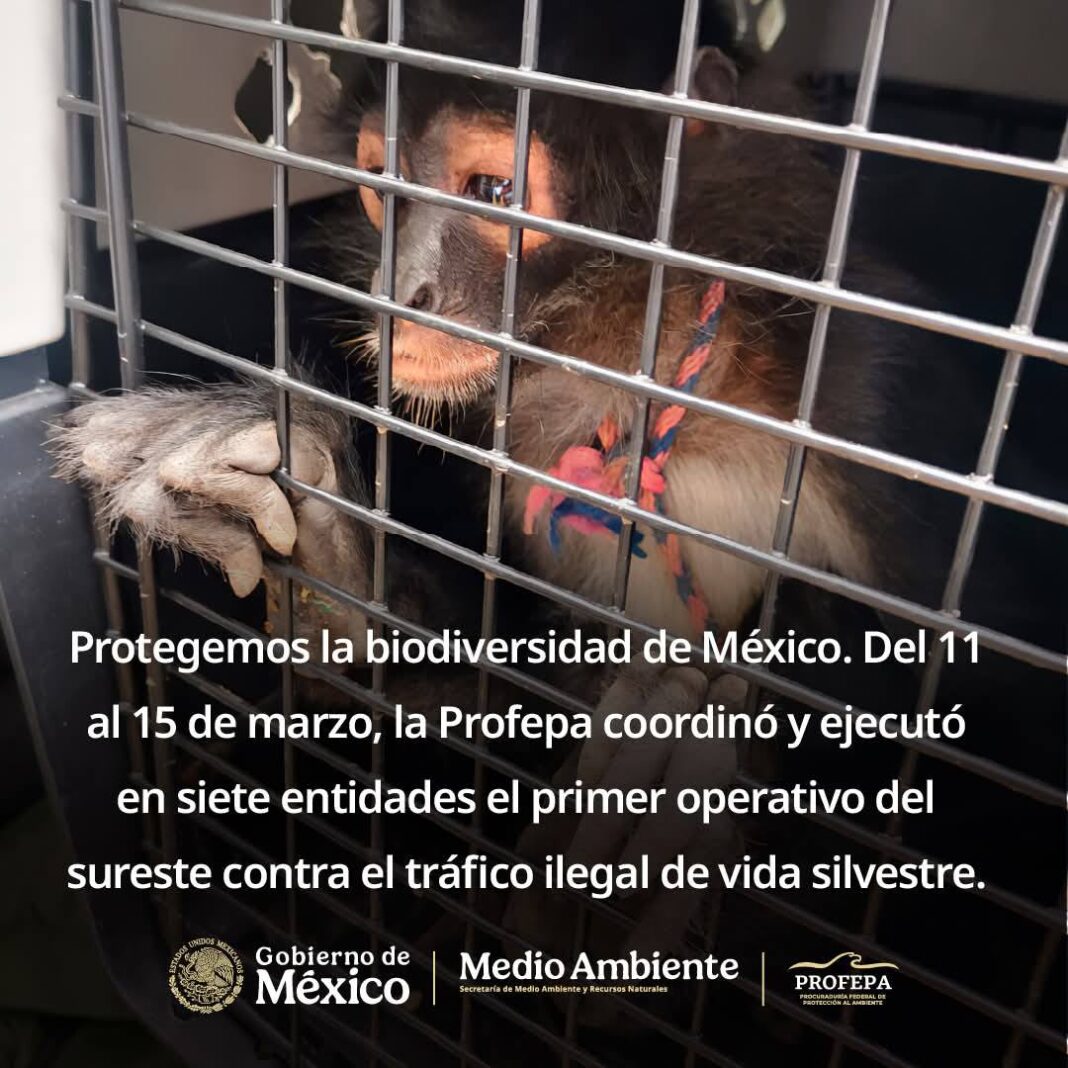 Yucatan sobresale en el sur sureste por mega aseguramiento de fauna silvestre extraída en vías de comercialización