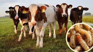 Aumento de casos de gusano barrenador aleja apertura de la frontera: ganaderos