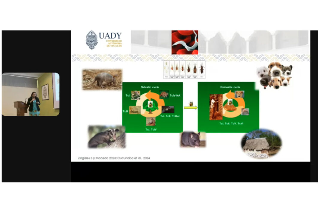 UADY avanza en investigación para detectar a tiempo la enfermedad de Chagas