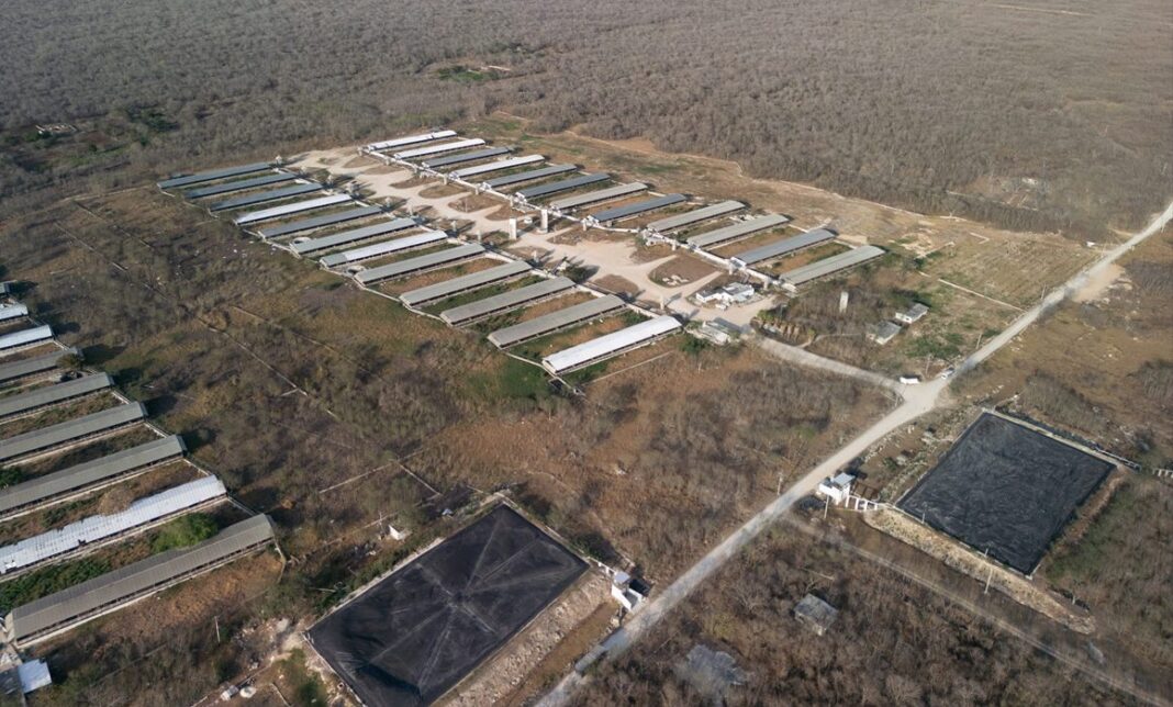 Concretan retiro total de cerdos de granja porcícola en Santa María Chí