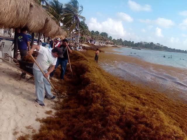 Sargazo: crisis ecológica Sargazo: crisis ecológica