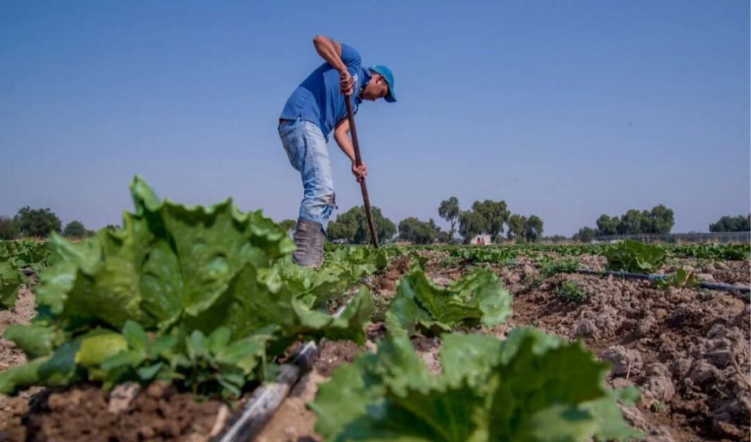 No hay evidencia de que lechuga qué provocó brote de «diarrea explosiva» en USA ,venga de Mexico No hay evidencia de que lechuga qué provocó brote de «diarrea explosiva» en USA ,venga de Mexico
