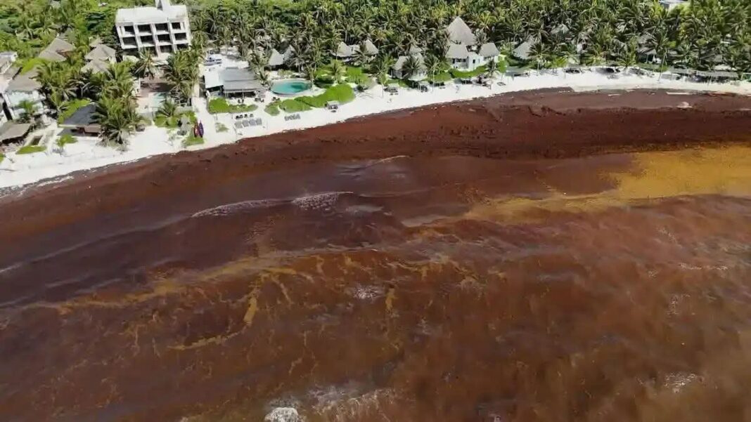 Operar sólo cuando no sea temporada de sargazo: Hoteleros de Tulum Operar sólo cuando no sea temporada de sargazo: Hoteleros de Tulum