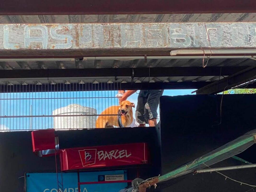 Final feliz para “Maruchan”: Policía Ecológica de Kanasín rescata a querida perrita comunitaria Final feliz para “Maruchan”: Policía Ecológica de Kanasín rescata a querida perrita comunitaria