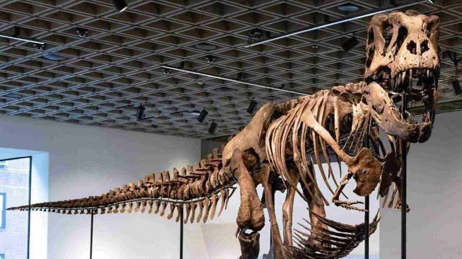 Esqueleto de T. Rex rompe récord al venderse por 50.1 millones de dólares en subasta Esqueleto de T. Rex rompe récord al venderse por 50.1 millones de dólares en subasta