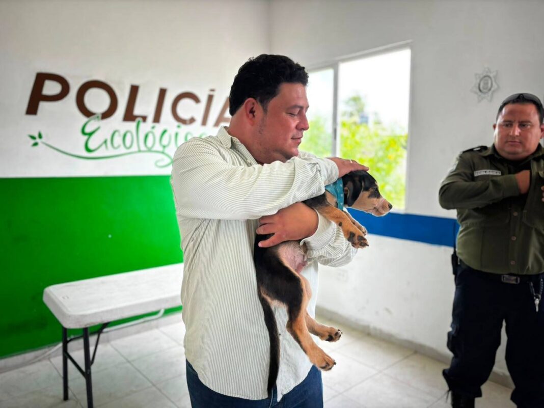 Buscan hogar para siete perros rescatados del maltrato en Kanasín Buscan hogar para siete perros rescatados del maltrato en Kanasín