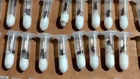 Descubren envío ilegal de hormigas reina ocultas en juguetes rumbo a Asia Descubren envío ilegal de hormigas reina ocultas en juguetes rumbo a Asia