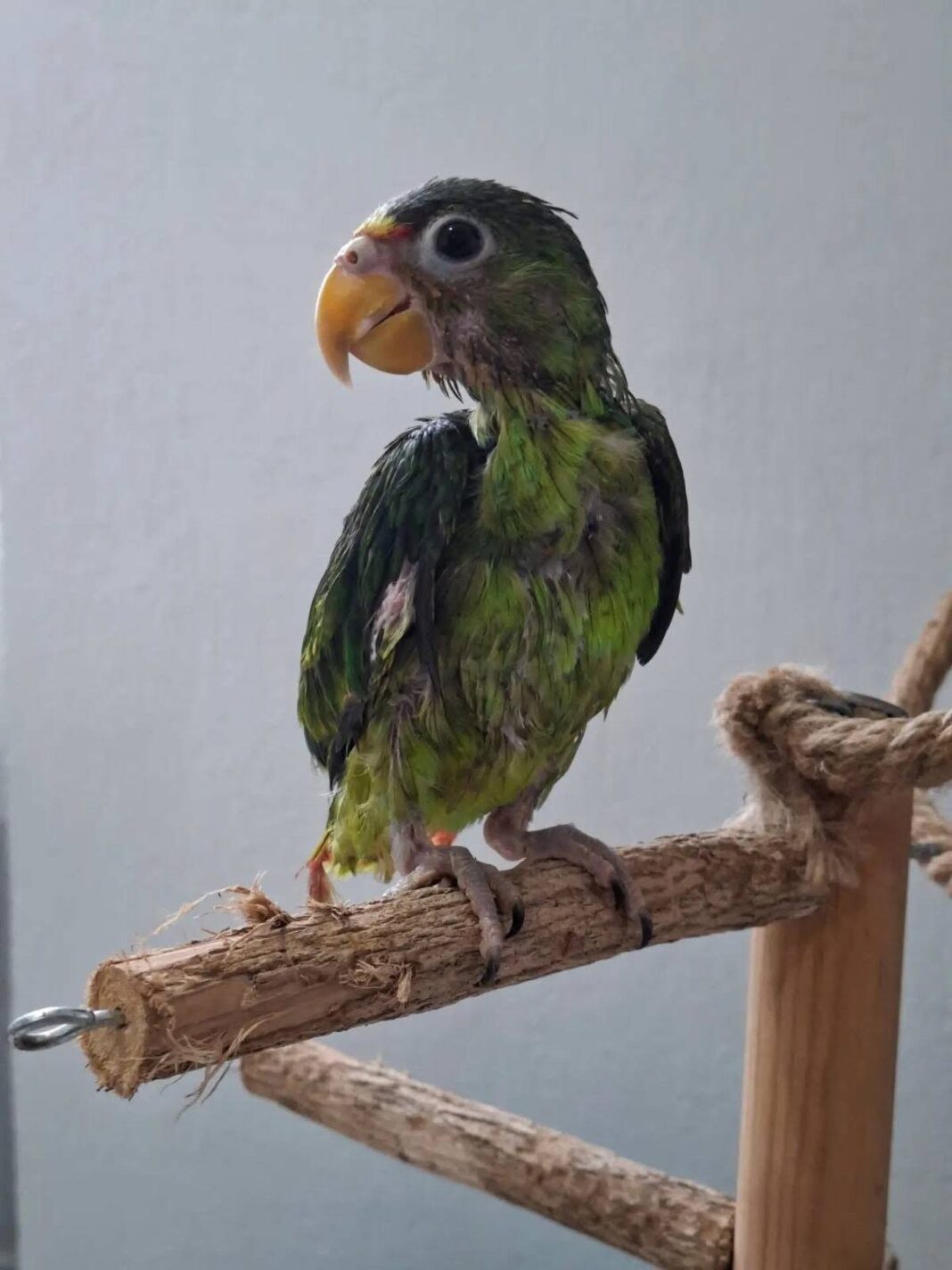 Burbuja sobrevive al maltrato y deja atrás el infierno: ya se recupera en un refugio especializado Burbuja sobrevive al maltrato y deja atrás el infierno: ya se recupera en un refugio especializado