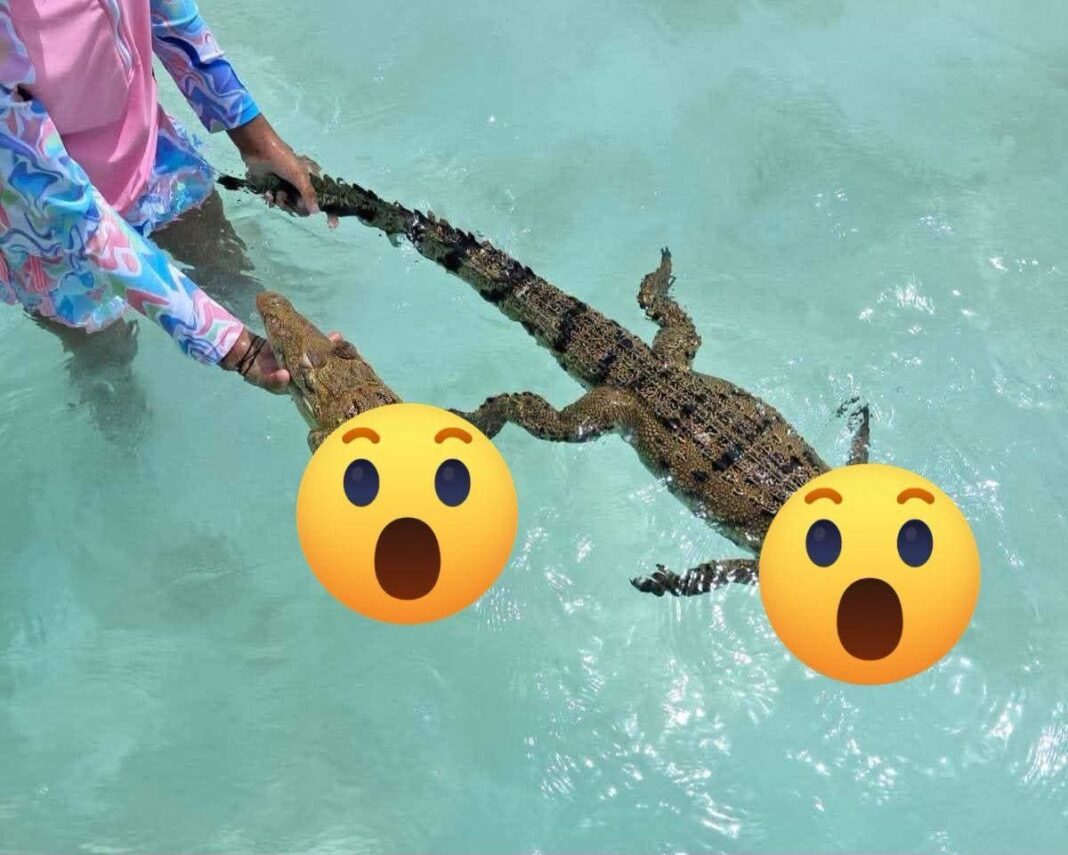 Hallan sin vida a cocodrilo en Bacalar; investigan posible acto de crueldad contra especie protegida Hallan sin vida a cocodrilo en Bacalar; investigan posible acto de crueldad contra especie protegida