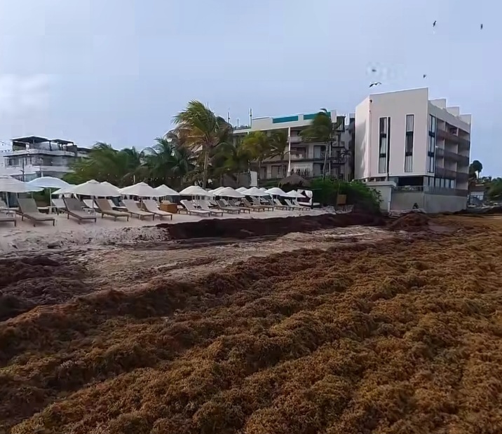 Sargazo impacta economía Ayuntamiento en Playa del Carmen.Prestamos a bancos por insovencia para operar Sargazo impacta economía Ayuntamiento en Playa del Carmen.Prestamos a bancos por insovencia para operar