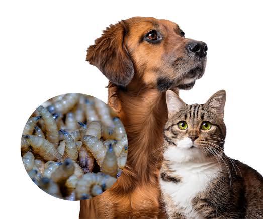 Gusano barrenador alcanza a perros, gatos y equinos Gusano barrenador alcanza a perros, gatos y equinos