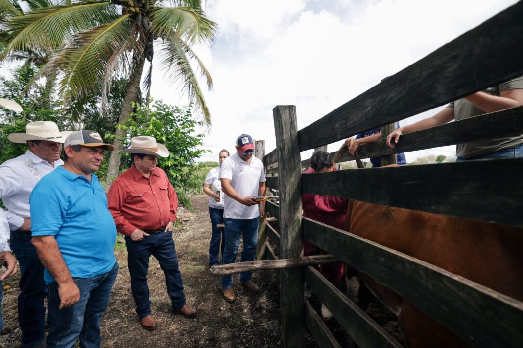 Se fortalece la producción y el patrimonio ganadero del oriente.Renacimiento Maya cumple en territorio Se fortalece la producción y el patrimonio ganadero del oriente.Renacimiento Maya cumple en territorio