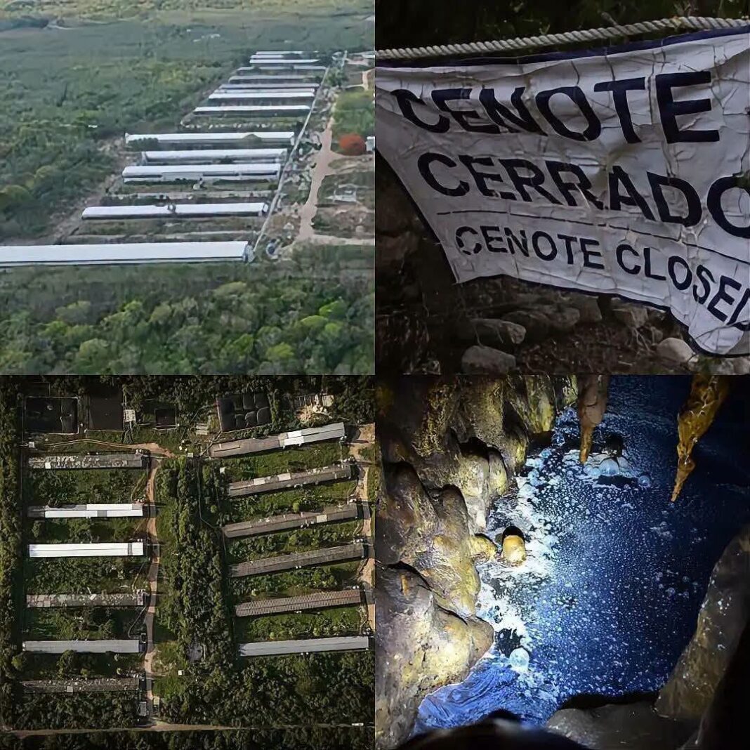 Yucatán fortalece la protección de su acuífero:Cero autorizaciones para nuevas granjas porcícolas:,regulación estricta y monitoreo científico de la UNAM Yucatán fortalece la protección de su acuífero:Cero autorizaciones para nuevas granjas porcícolas:,regulación estricta y monitoreo científico de la UNAM